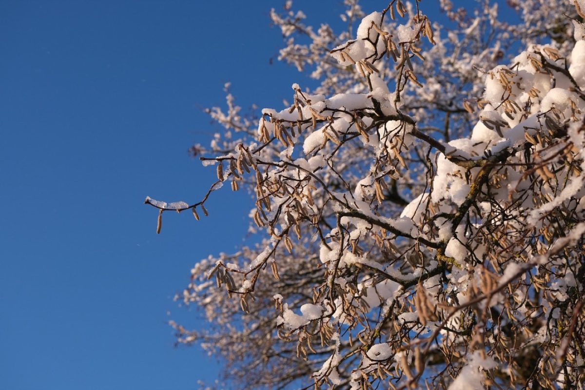 Comparatif amandes, noix de cajou et noisettes pour prise de
